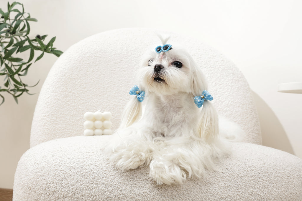 GLAM Accessori per capelli per animali clip e elastico - Blu