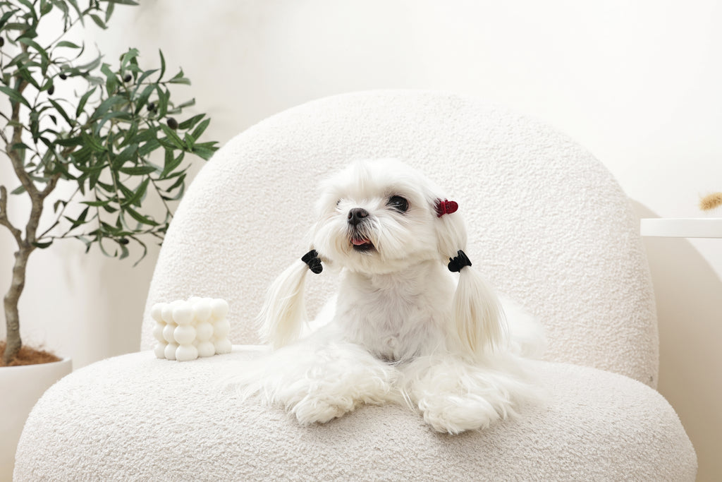 GLAM Accessori per capelli per animali clip a forma di cuore - Nero e Rosso