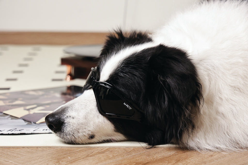 SUNNY Occhiali per cani TRAILBLAZER