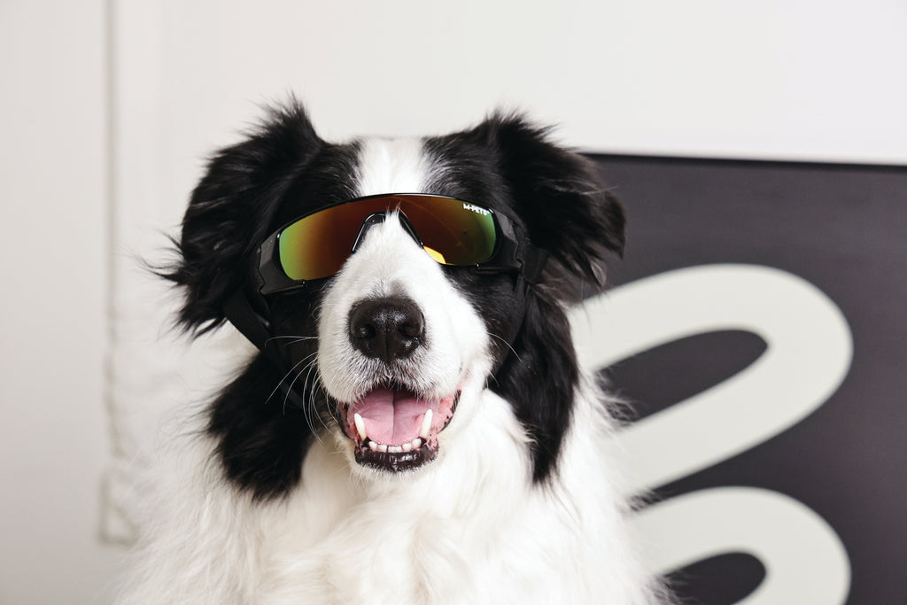SUNNY Occhiali per cani SUNBATHER
