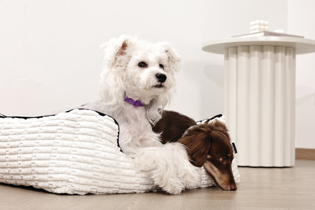 KEEP CALM Calming pheromone collar set for DOGS - 4 pcs