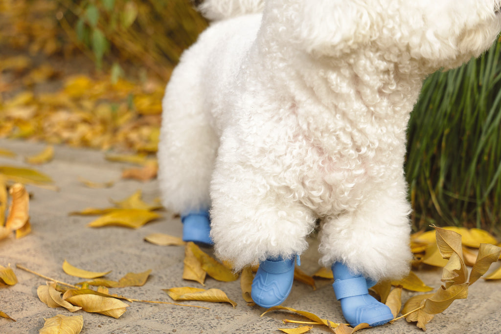 RAINY DAY Dog shoes Blue