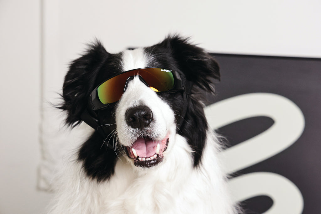 SUNNY Occhiali per cani SUNBATHER