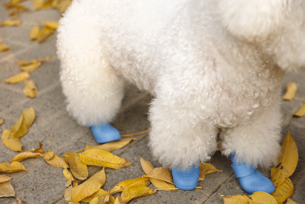 RAINY DAY Dog shoes Blue