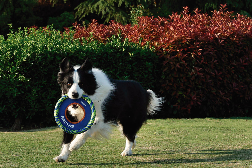 SPRINTPUFF FRSIBEE Giocattolo - Blu/Verde