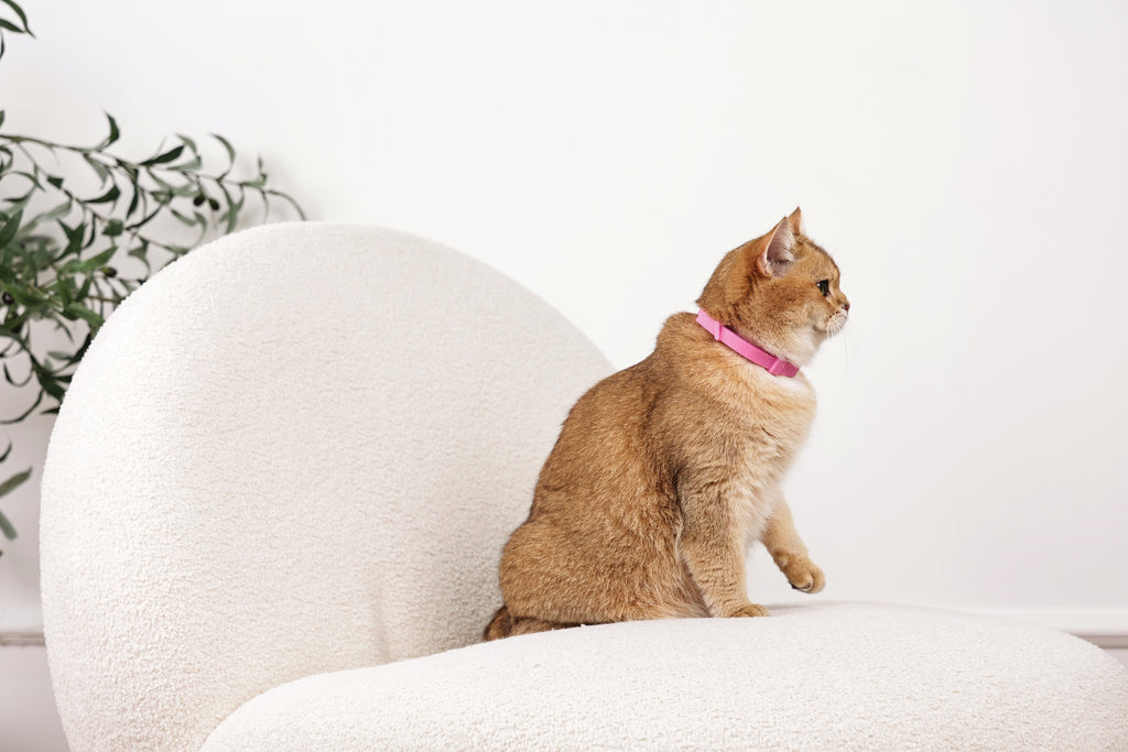 KEEP CALM - Set di collari con feromoni calmanti per gatti 4 pz