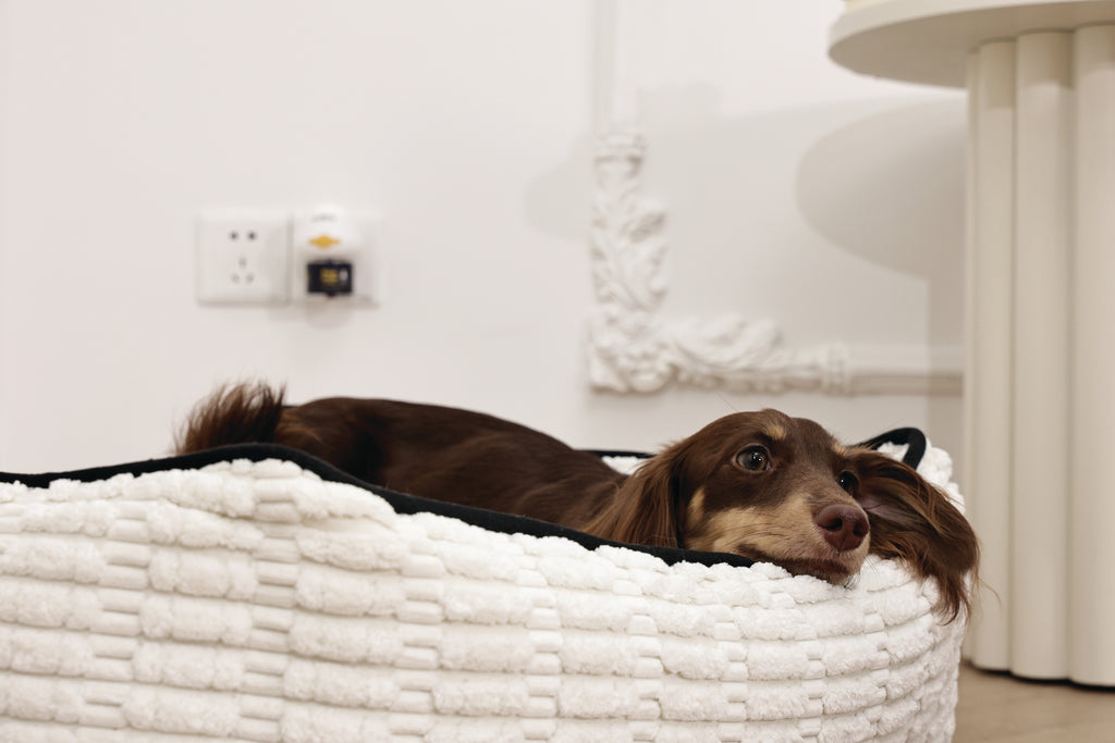 KEEP CALM Calming Pheromone diffuser for DOGS - UK Standard 48ml