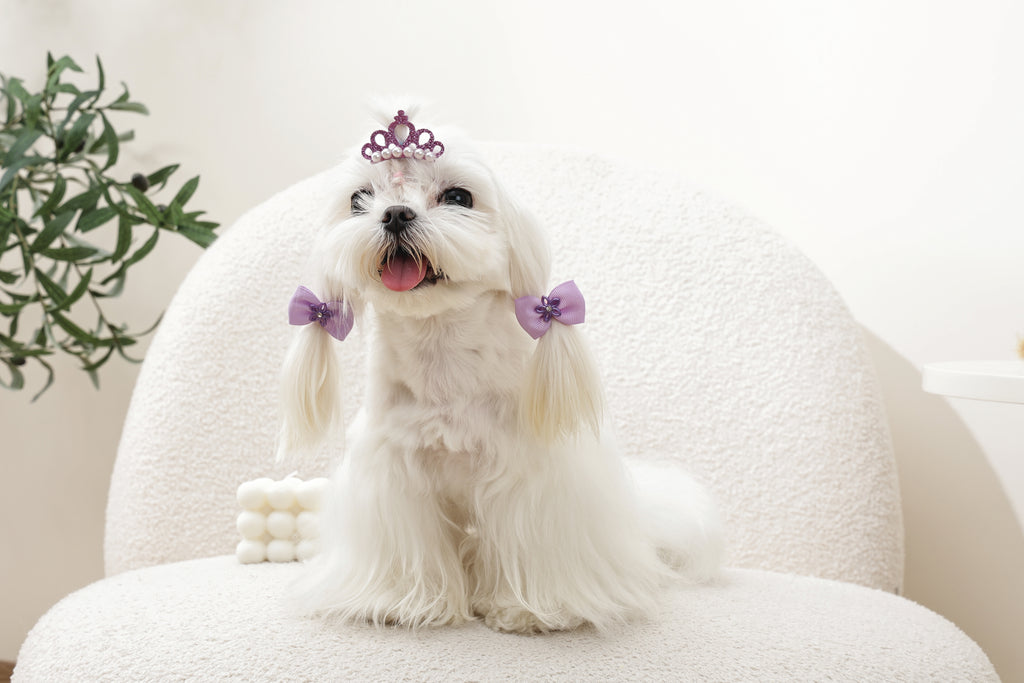 GLAM Accessori per capelli per animali clip e gomma - Viola