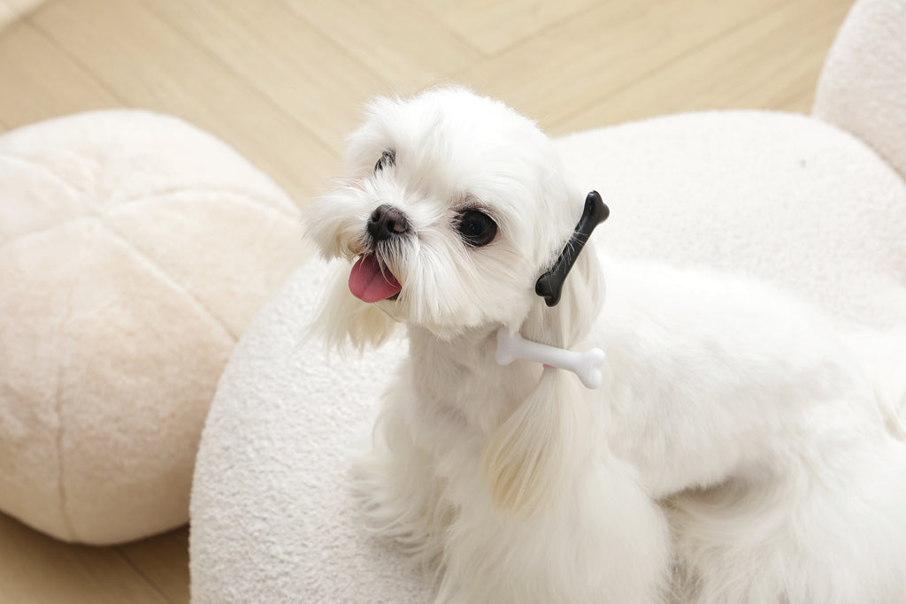 GLAM Accessori per capelli per animali clip a forma di osso - Nero e Bianco