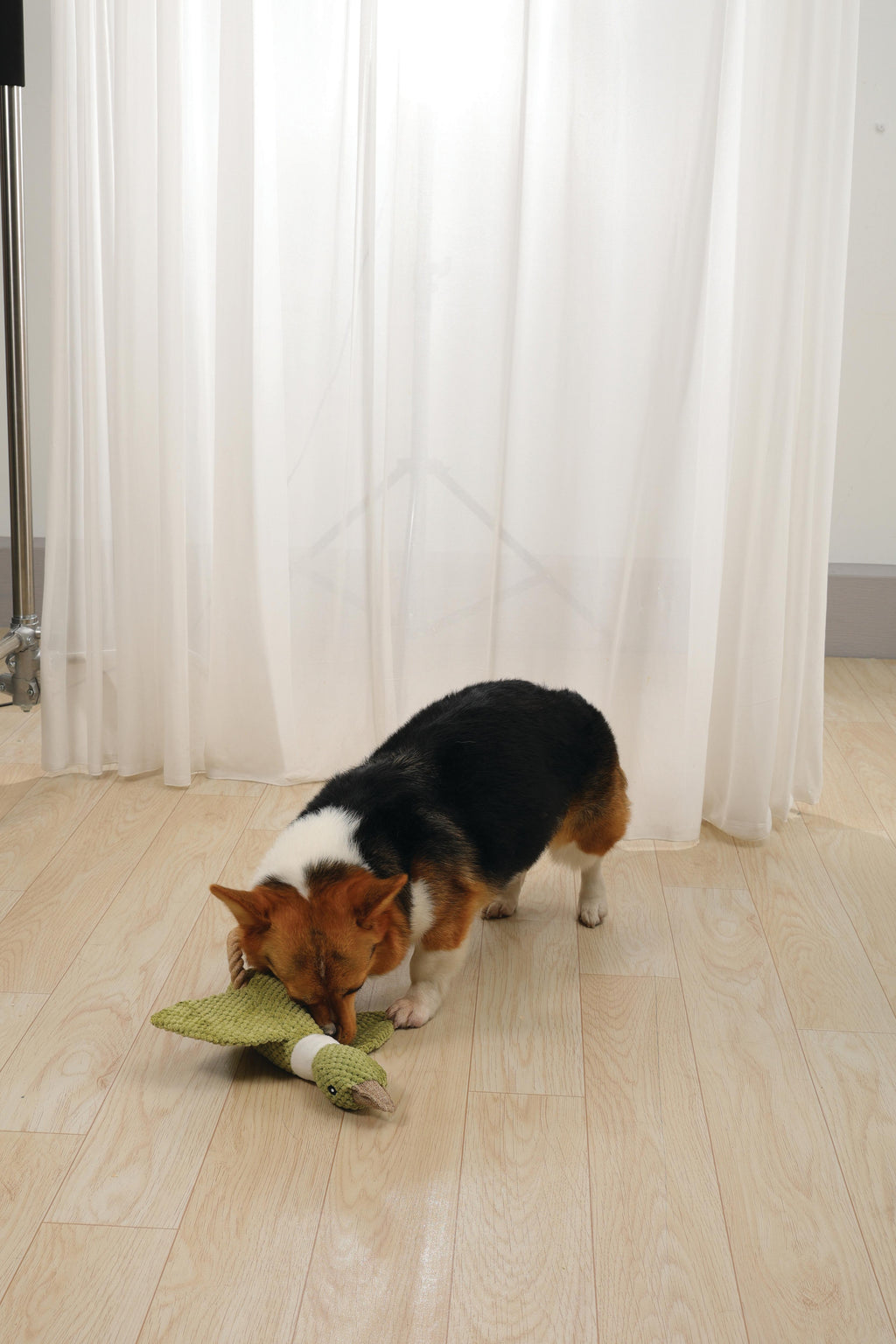 Giocattolo per Cani Buck ECO