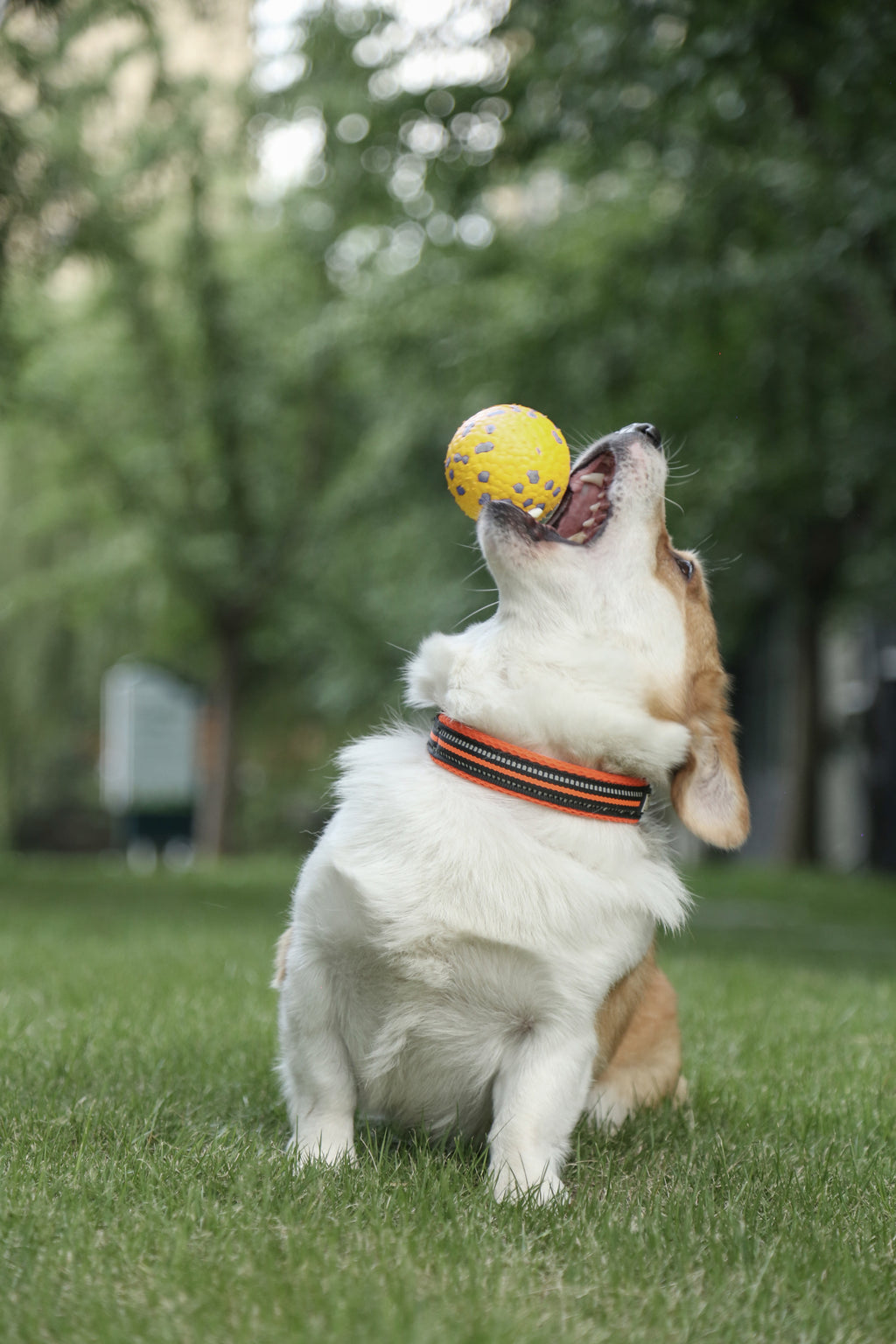BLOOM BALL - Giallo e Grigio