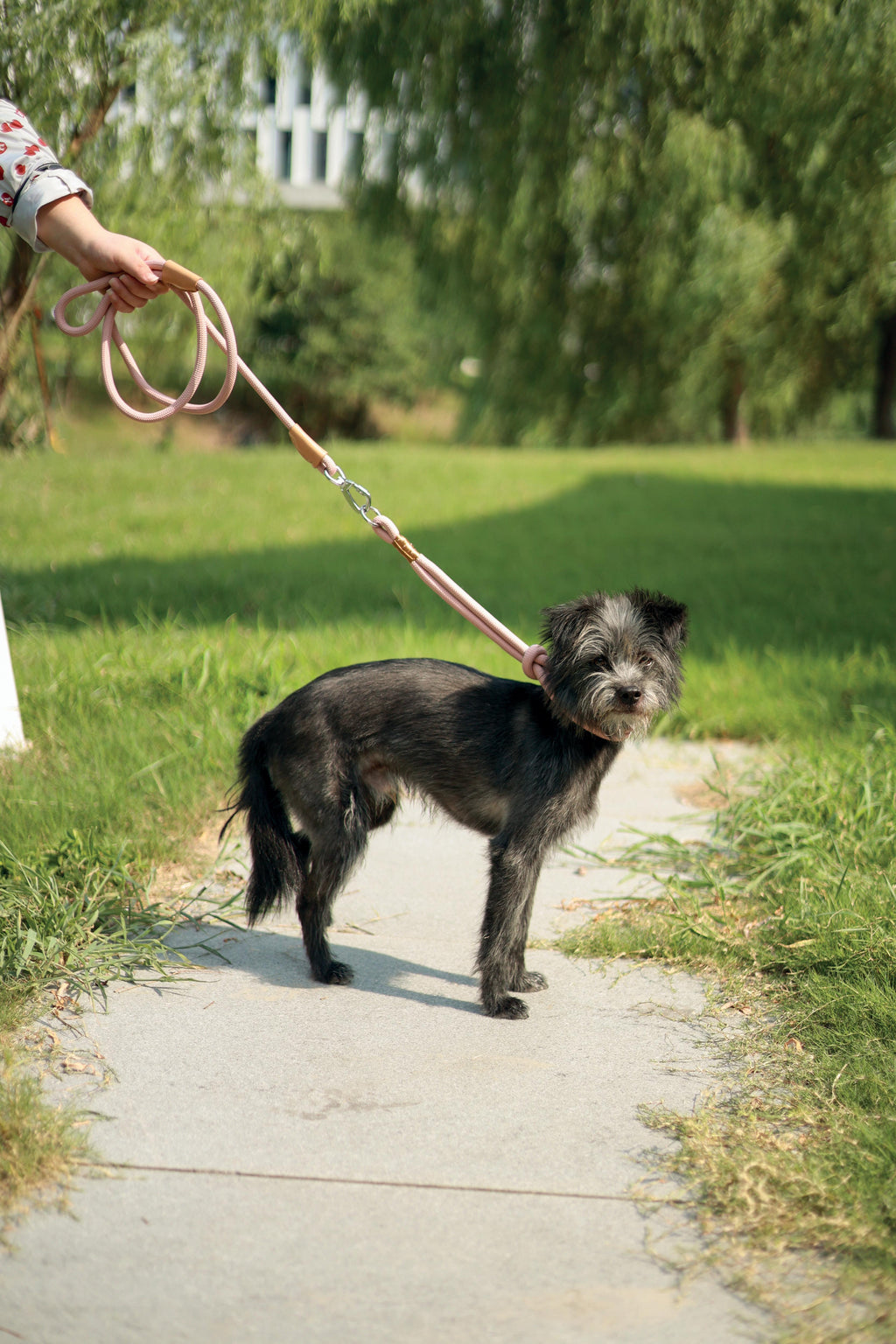 Guinzaglio e Collare ECO per Cani 2 in 1 Bianco