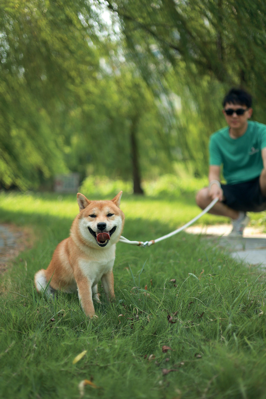 Guinzaglio e Collare ECO per Cani 2 in 1 Bianco