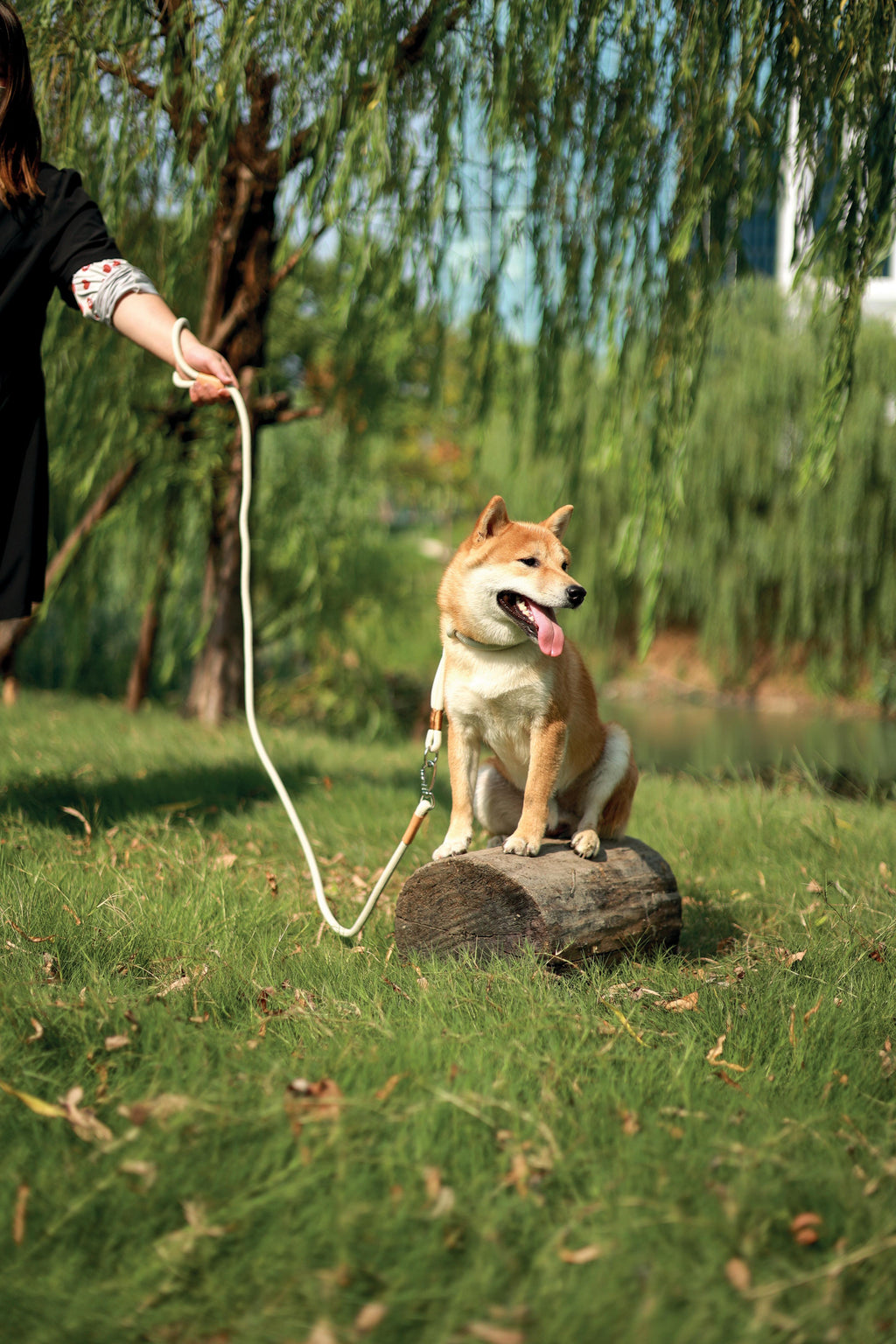 Guinzaglio e Collare ECO per Cani 2 in 1 Rosa