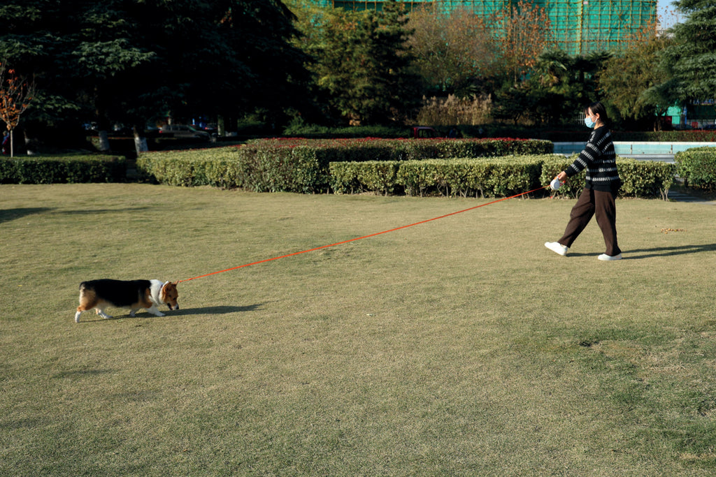 Guinzaglio Retrattile per Cani FLASH Arancione