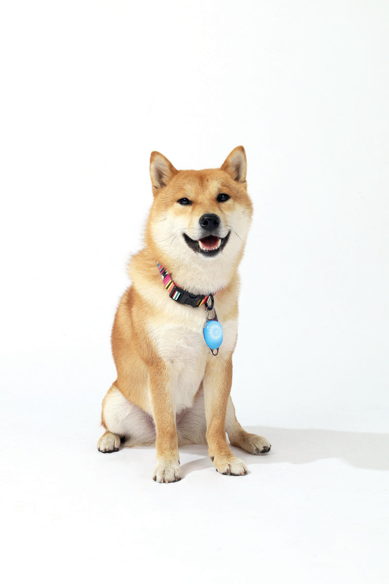 Gioiello LED ricaricabile per cane - Blu