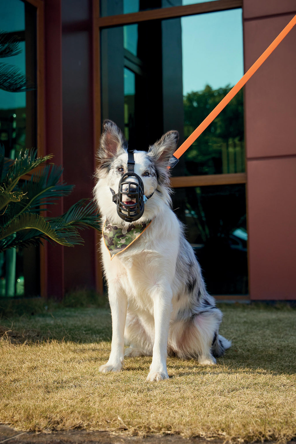 MUSERA BARK GUARD per Cani Nero e Blu
