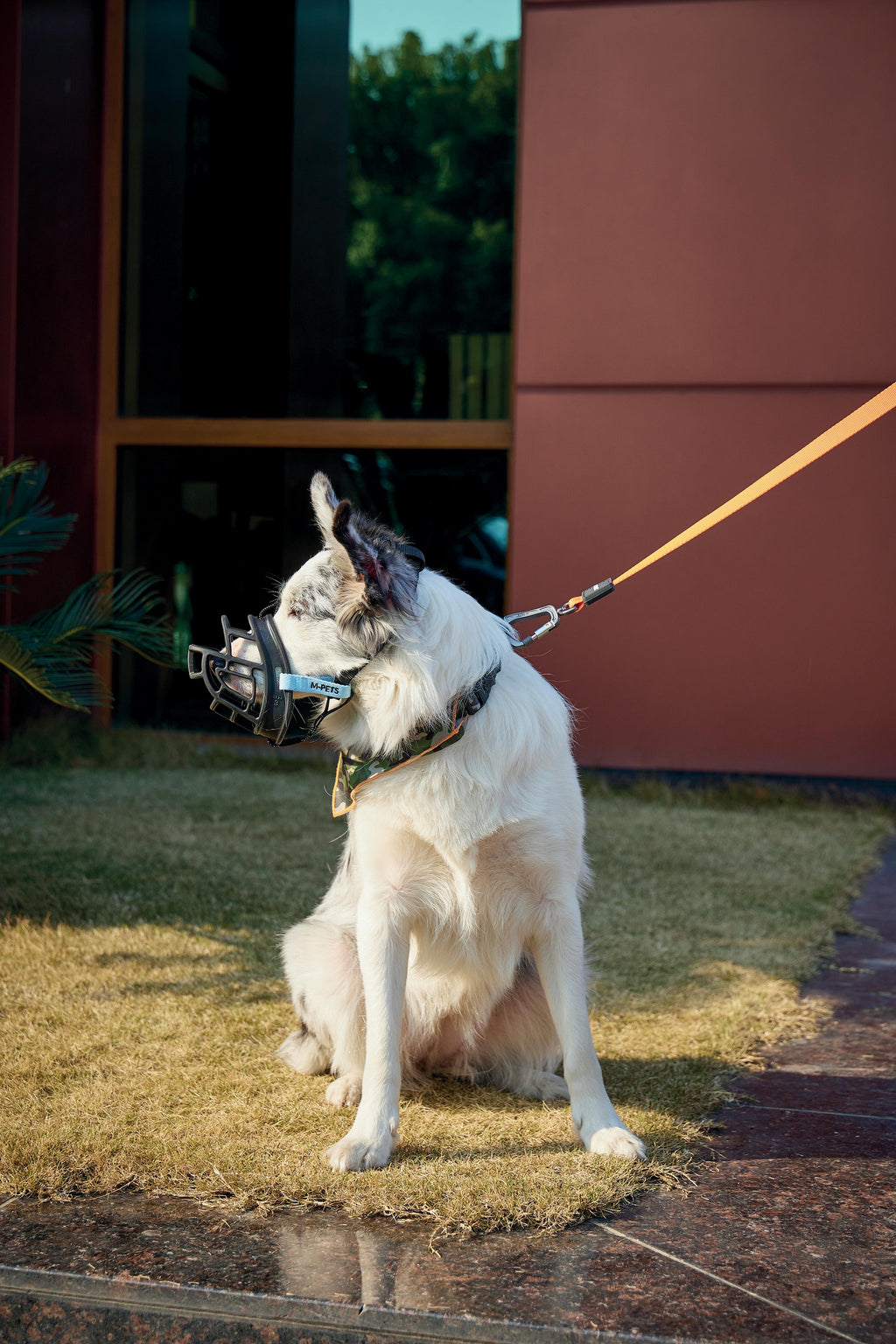 MUSERA BARK GUARD per Cani Nero e Blu