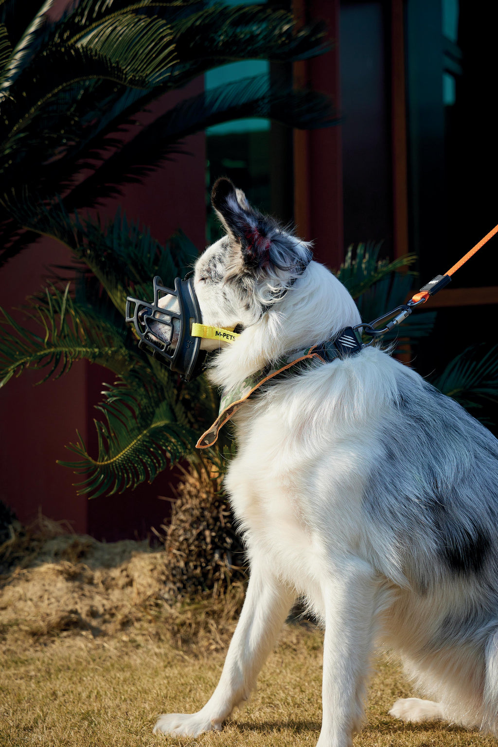 MUSERA BARK GUARD per Cani Nero e Giallo
