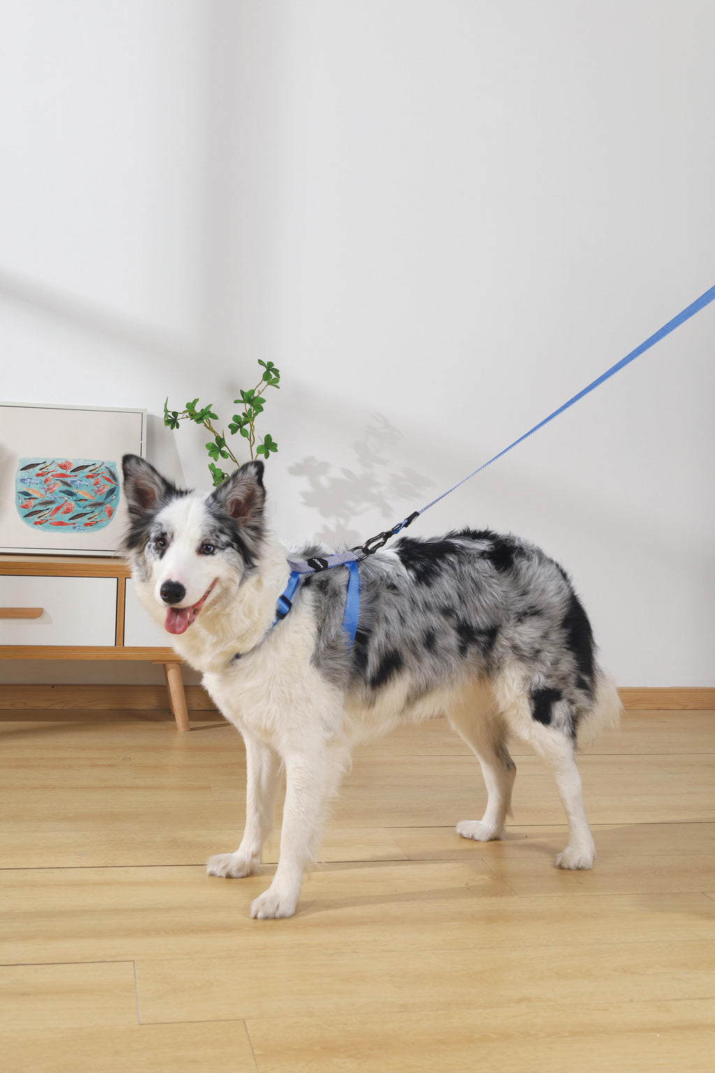 Imbracatura GENTLE DOG Blu