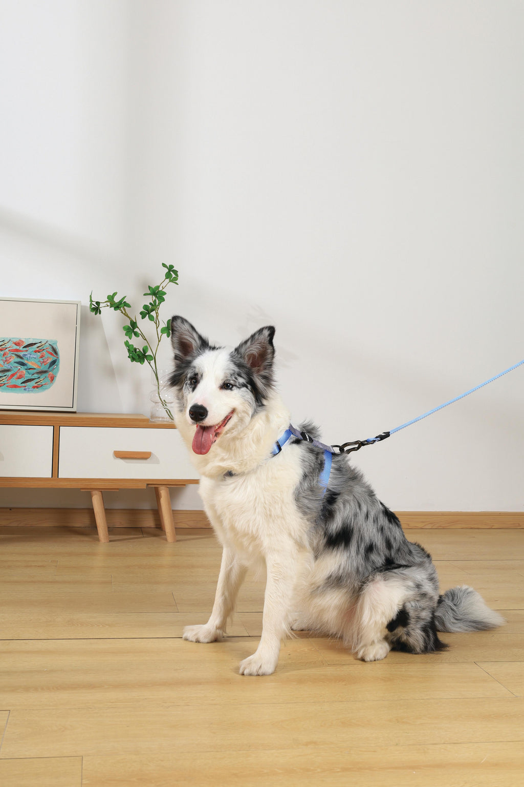 Imbracatura GENTLE DOG Blu