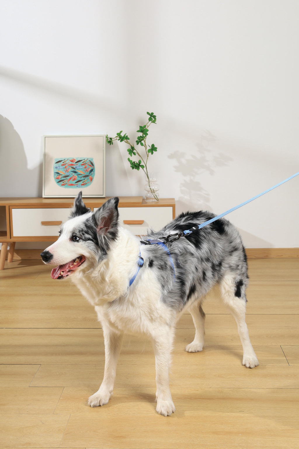 Imbracatura GENTLE DOG Blu