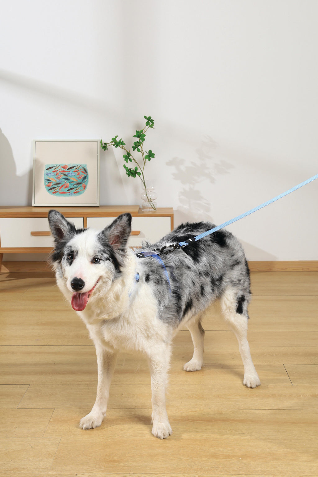 Imbracatura GENTLE DOG Blu