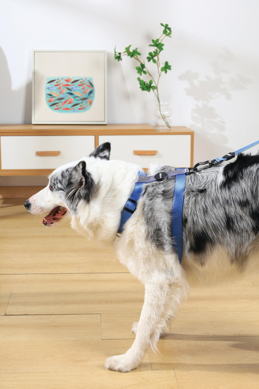 Imbracatura GENTLE DOG Blu