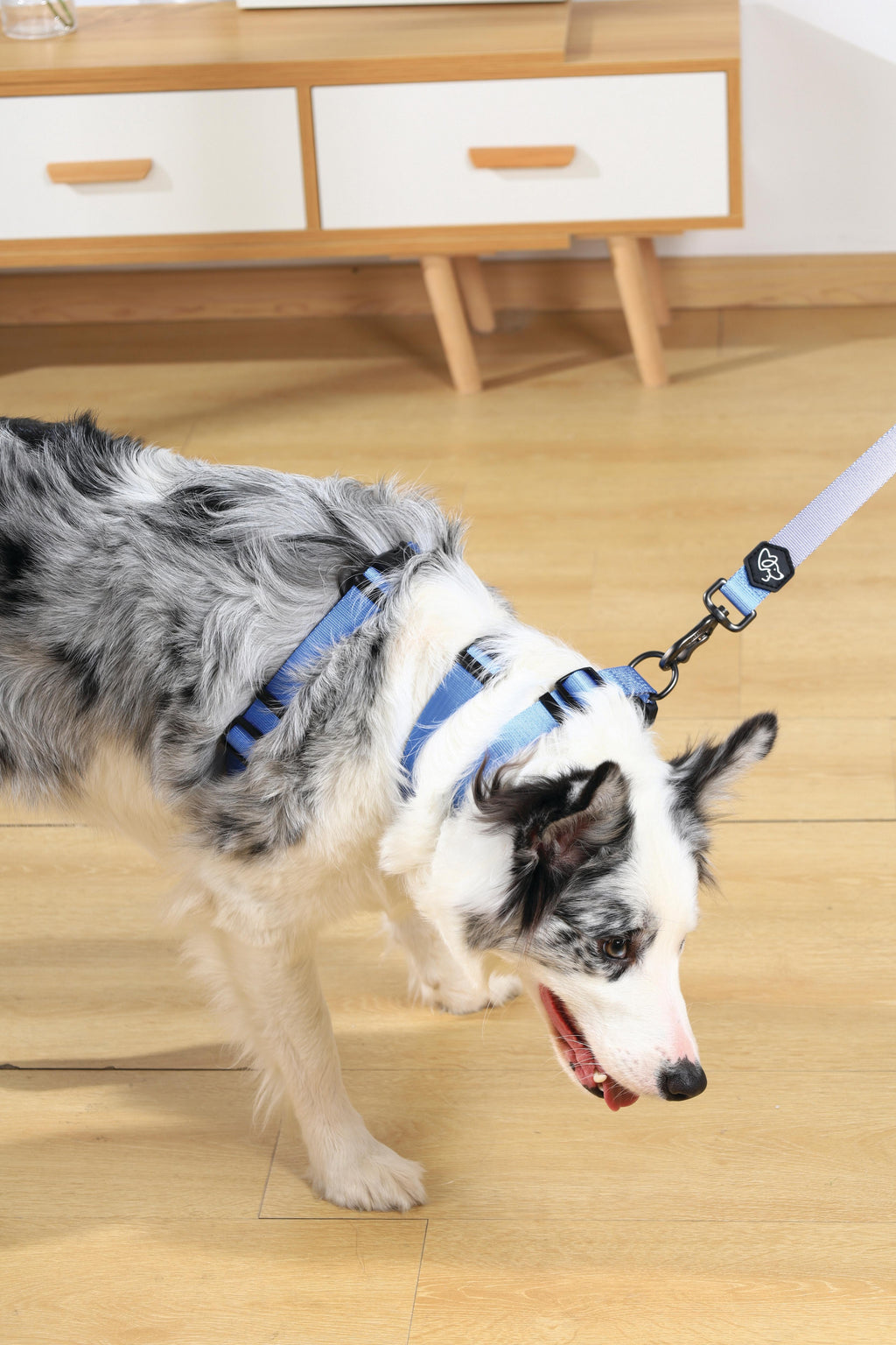 Imbracatura GENTLE DOG Blu