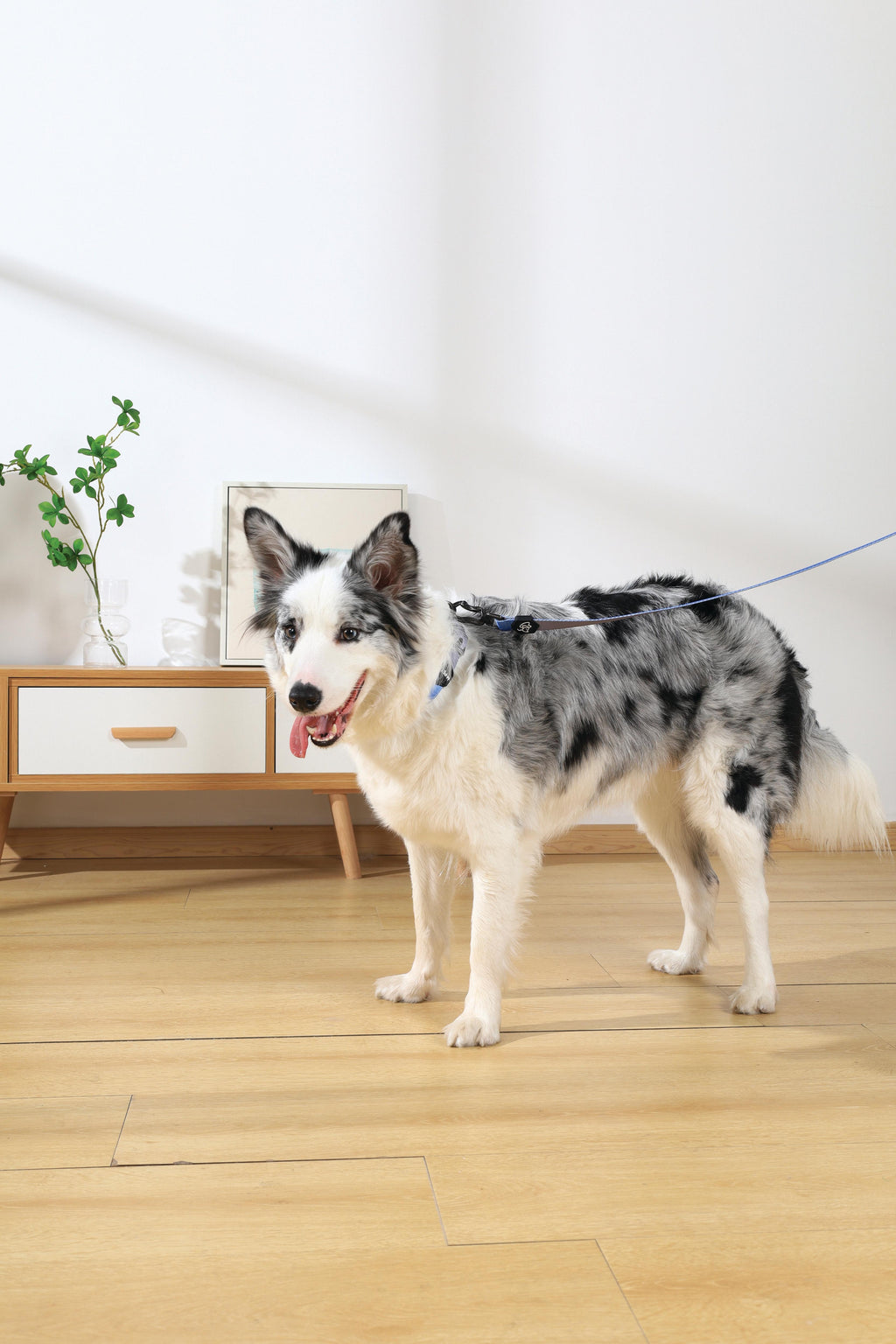 COLLARE IMBOTTITO GENTILE PER CANE Blu