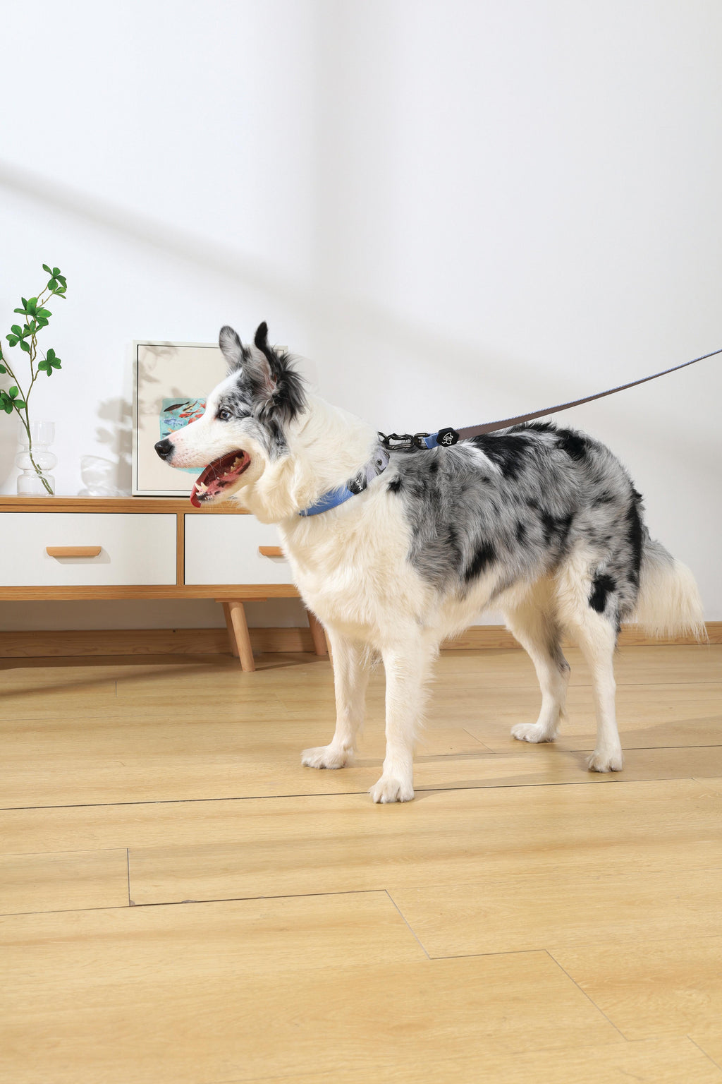 COLLARE IMBOTTITO GENTILE PER CANE Blu