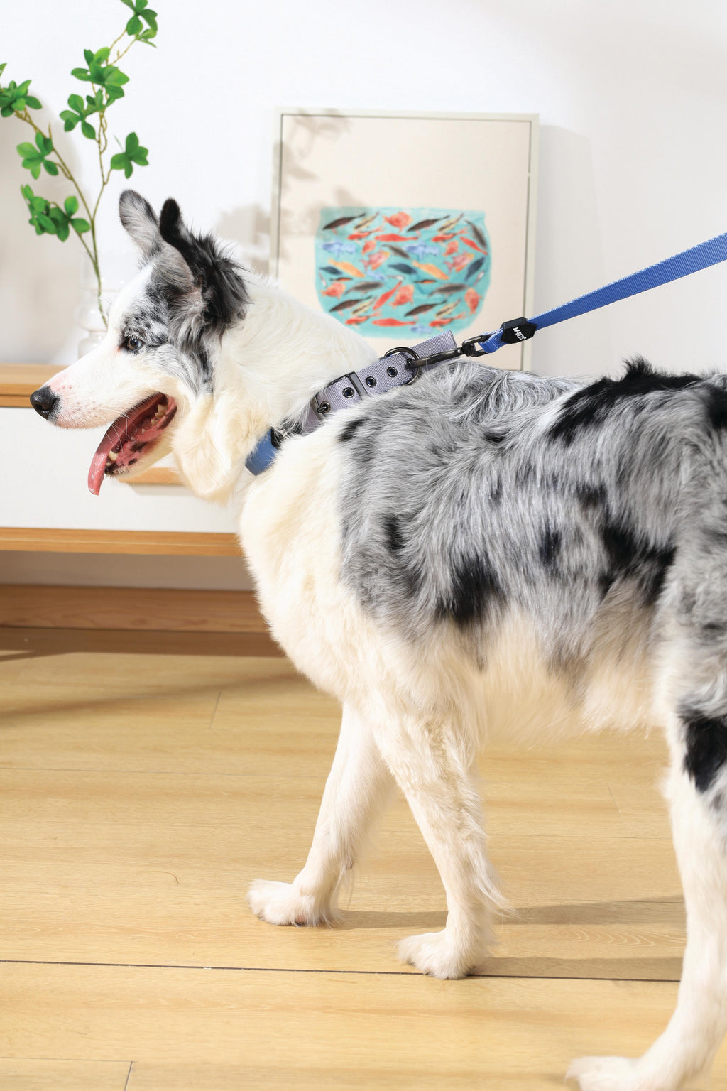 COLLARE IMBOTTITO GENTILE PER CANE Blu