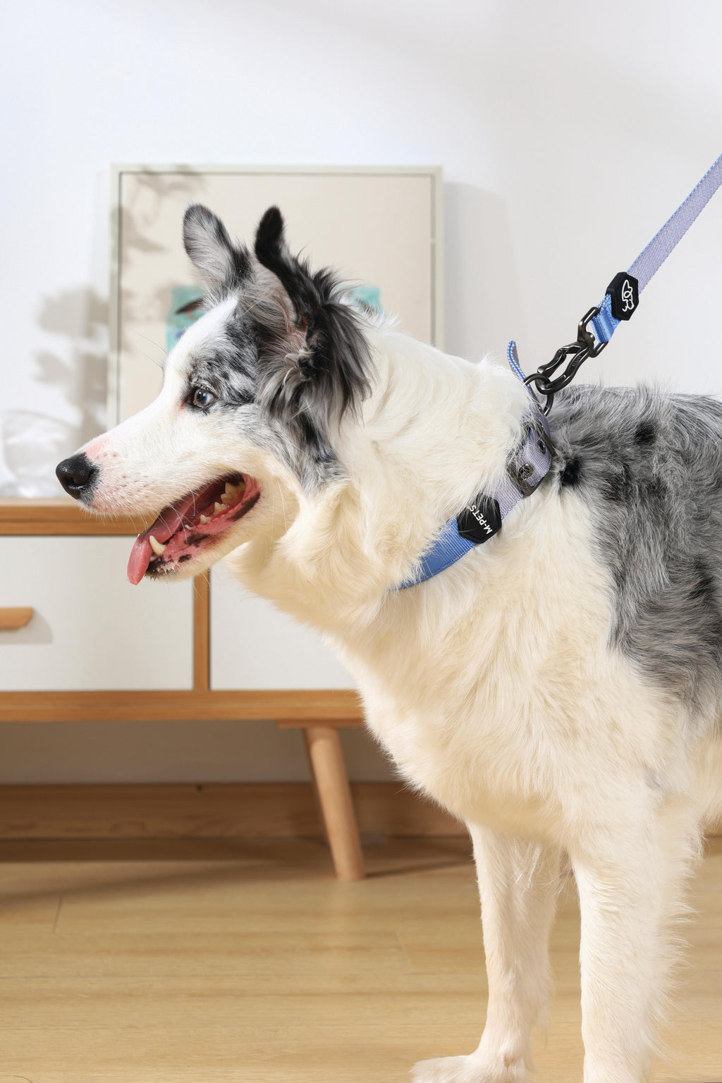 COLLARE IMBOTTITO GENTILE PER CANE Blu
