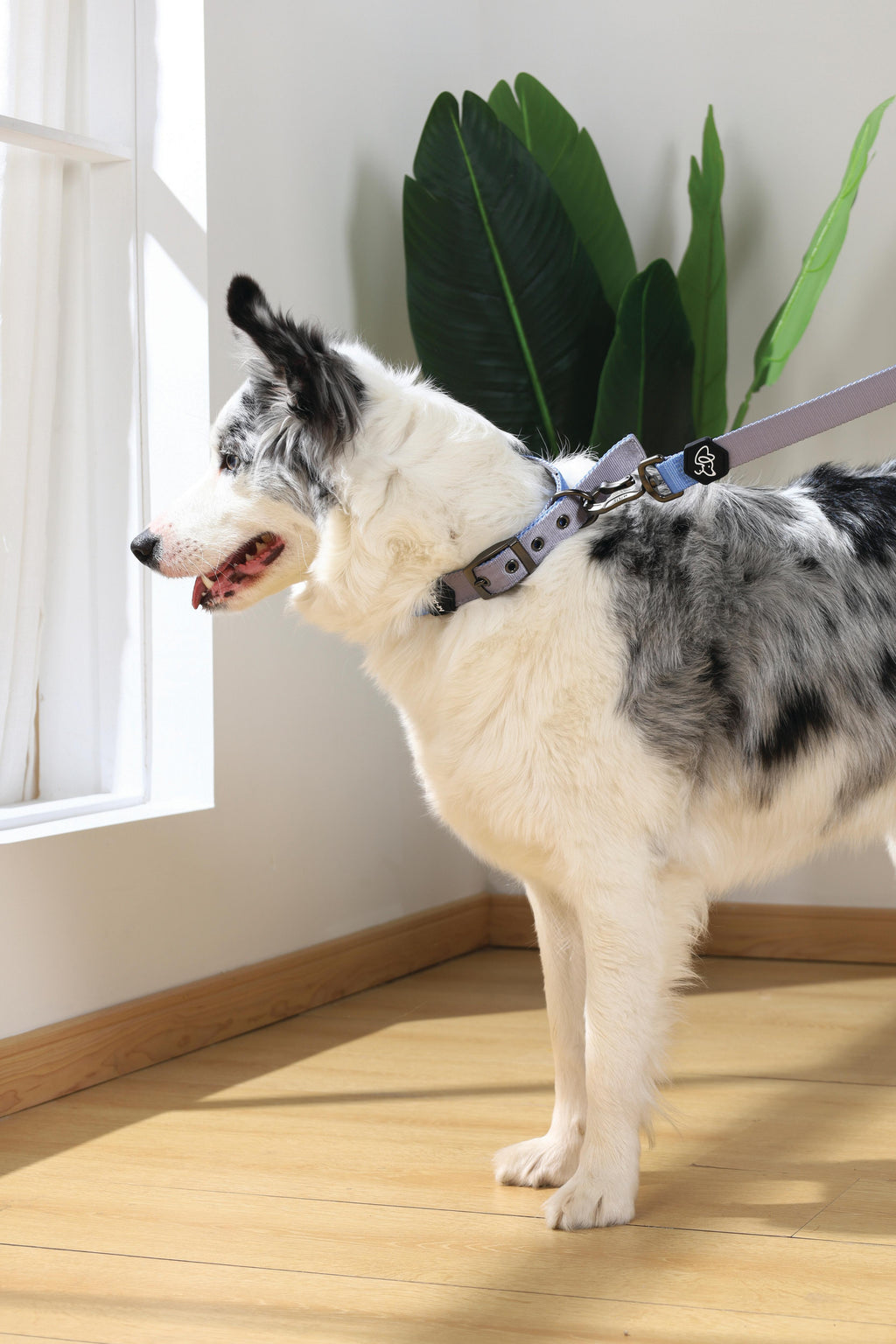 COLLARE IMBOTTITO GENTILE PER CANE Blu