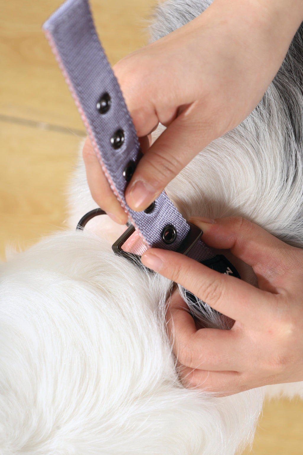 COLLARE IMBOTTITO GENTILE PER CANI Rosa