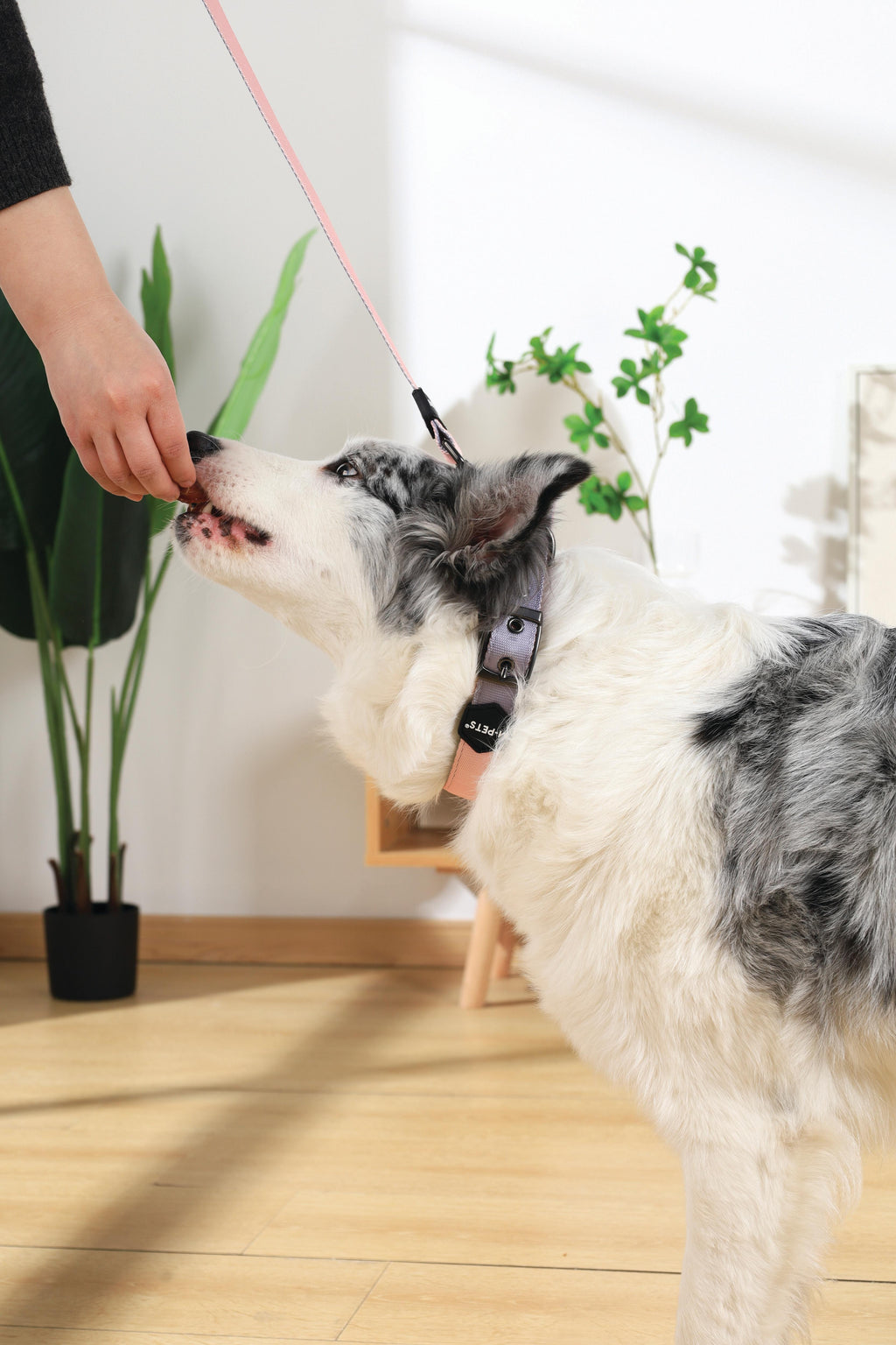 COLLARE IMBOTTITO GENTILE PER CANI Rosa