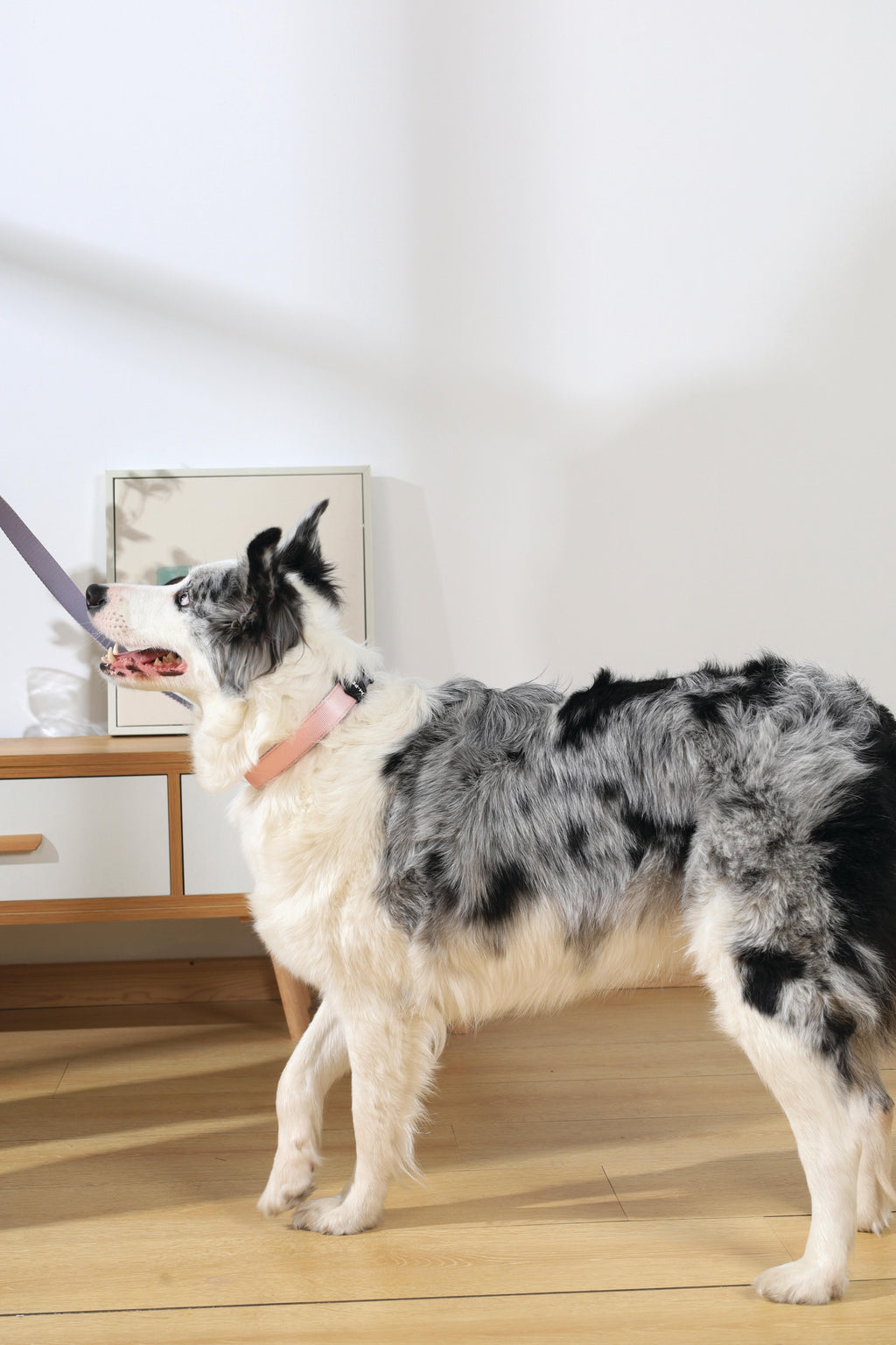 COLLARE IMBOTTITO GENTILE PER CANI Rosa