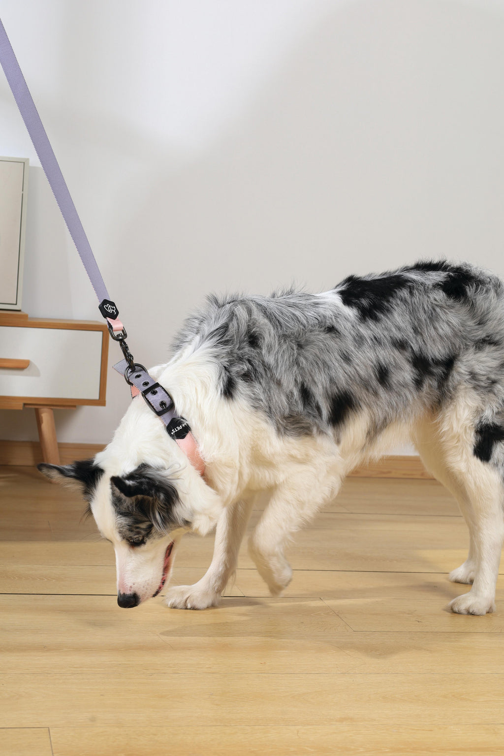COLLARE IMBOTTITO GENTILE PER CANI Rosa