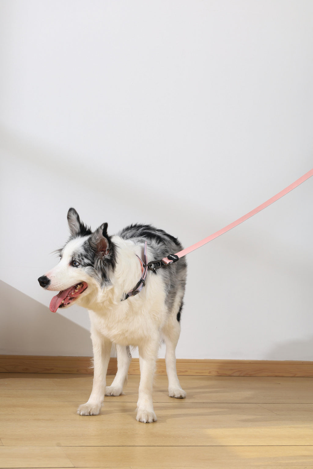 COLLARE IMBOTTITO GENTILE PER CANI Rosa