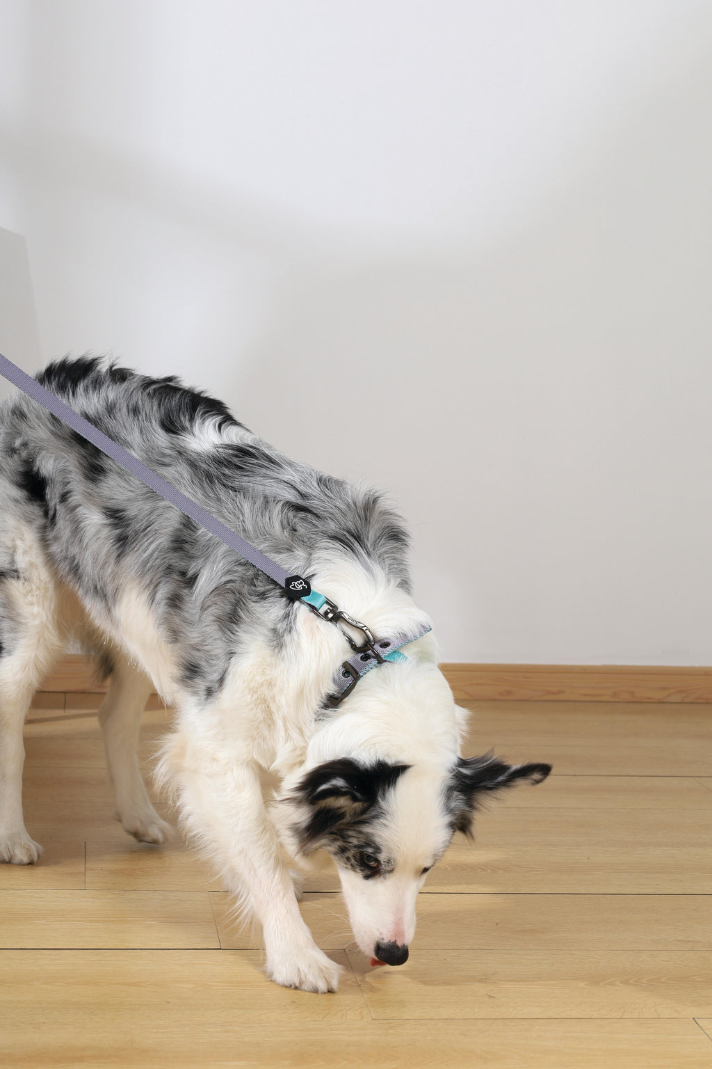 COLLARE IMBOTTITO GENTILE PER CANE Verde