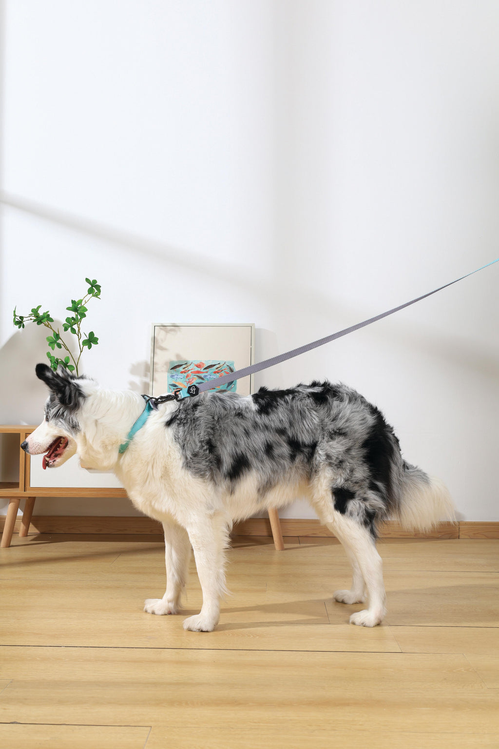 COLLARE IMBOTTITO GENTILE PER CANE Verde