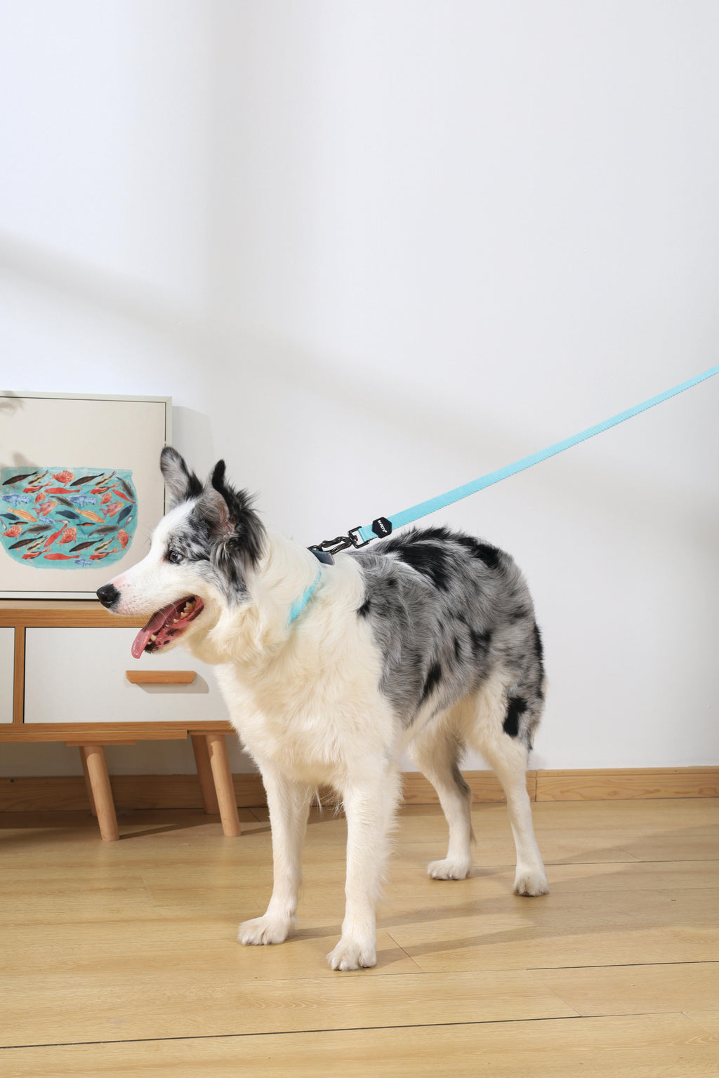 COLLARE IMBOTTITO GENTILE PER CANE Verde