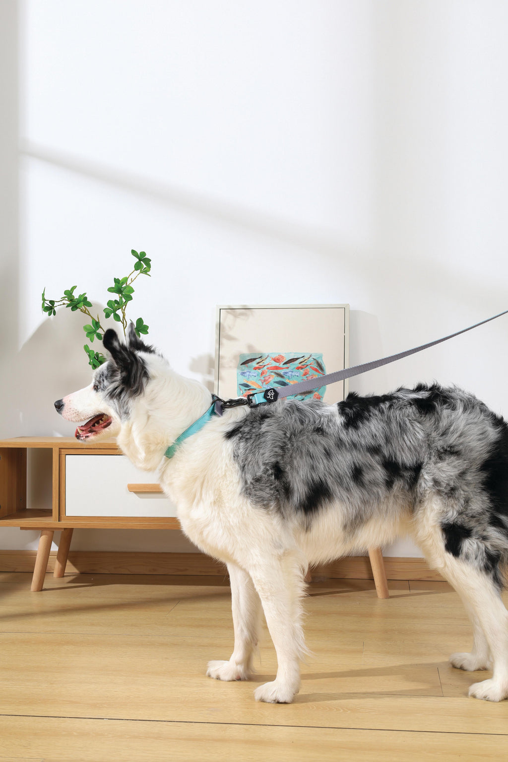 COLLARE IMBOTTITO GENTILE PER CANE Verde