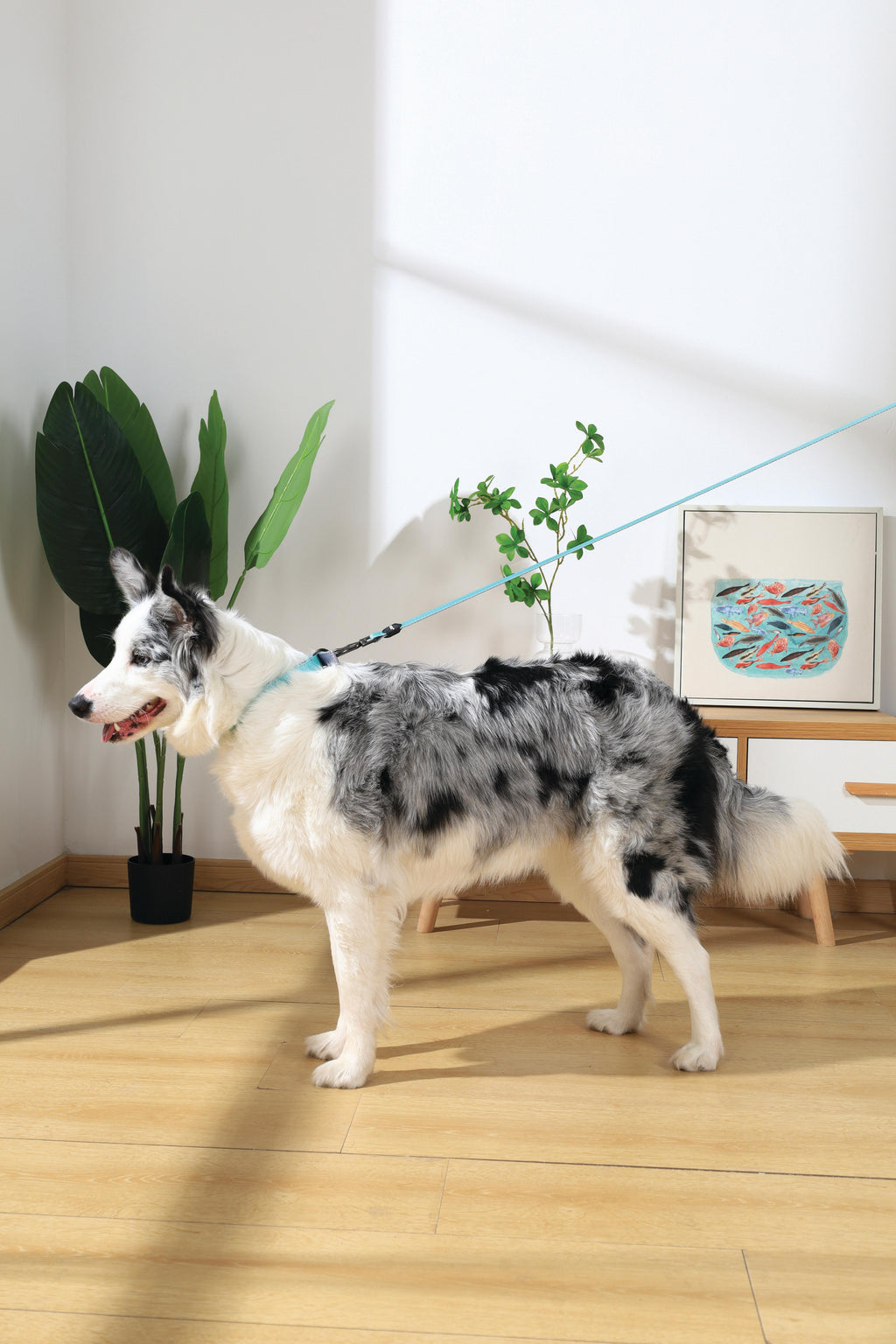 COLLARE IMBOTTITO GENTILE PER CANE Verde