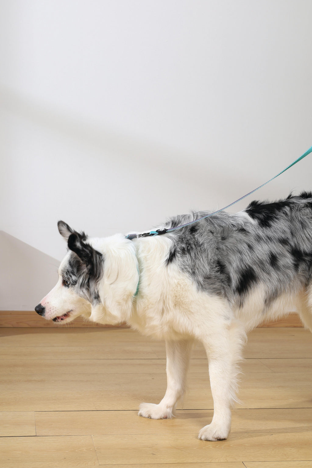 COLLARE IMBOTTITO GENTILE PER CANE Verde