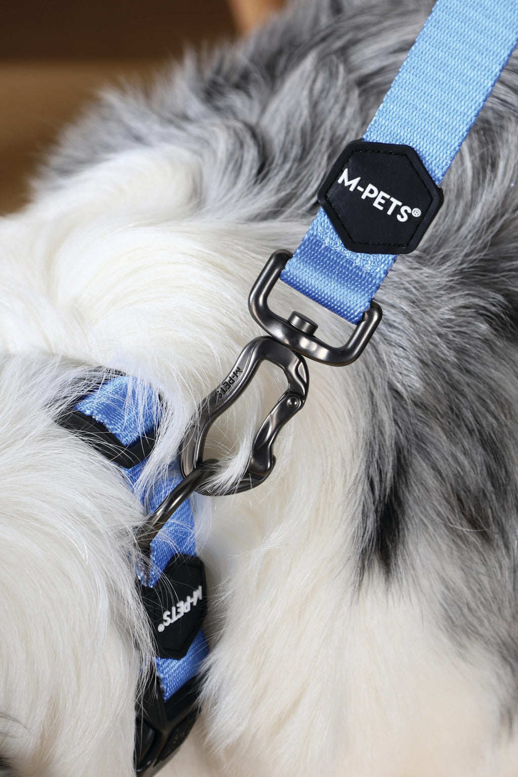 COLLARE GENTILE PER CANE Blu