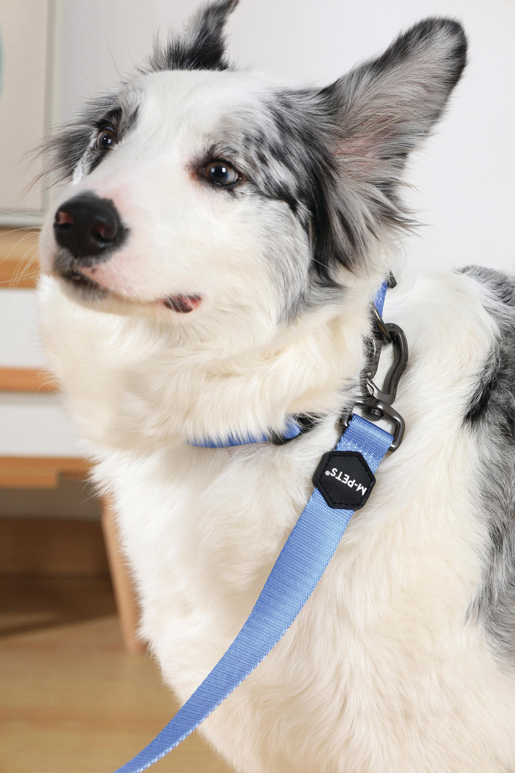 COLLARE GENTILE PER CANE Blu