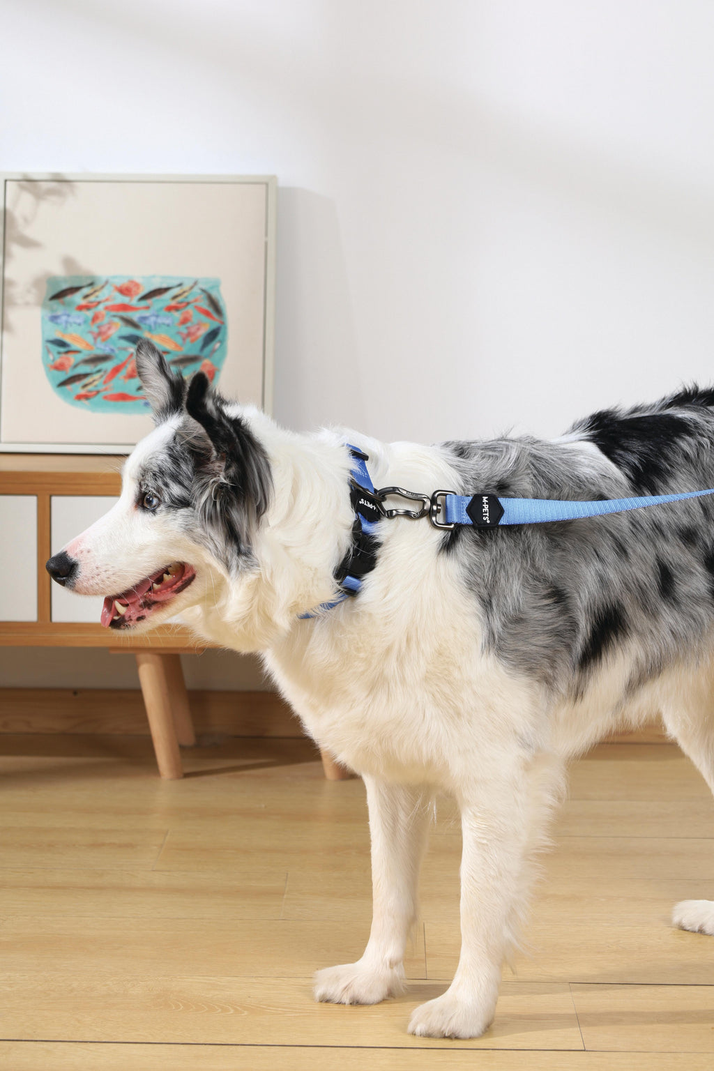 COLLARE GENTILE PER CANE Blu