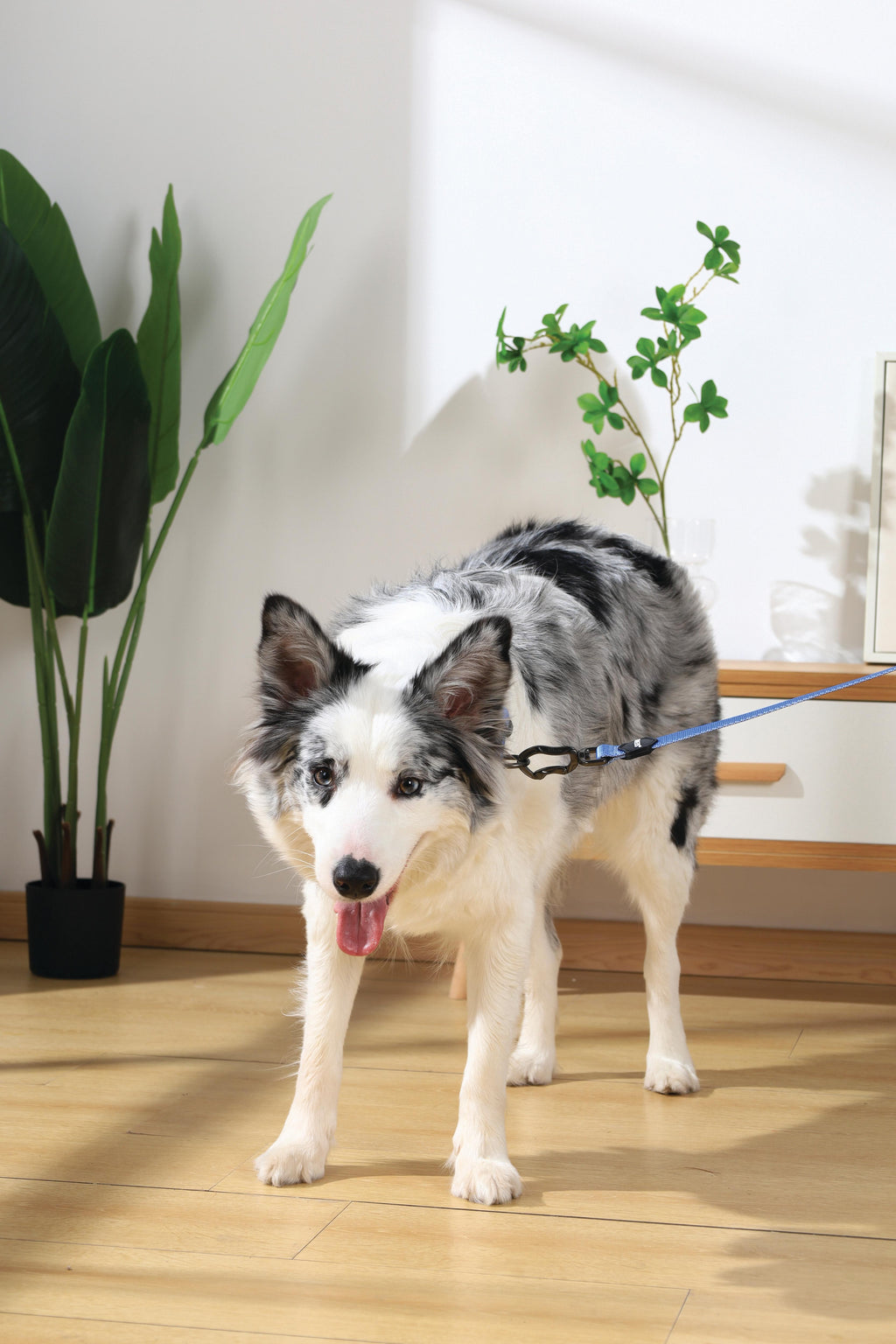 COLLARE GENTILE PER CANE Blu