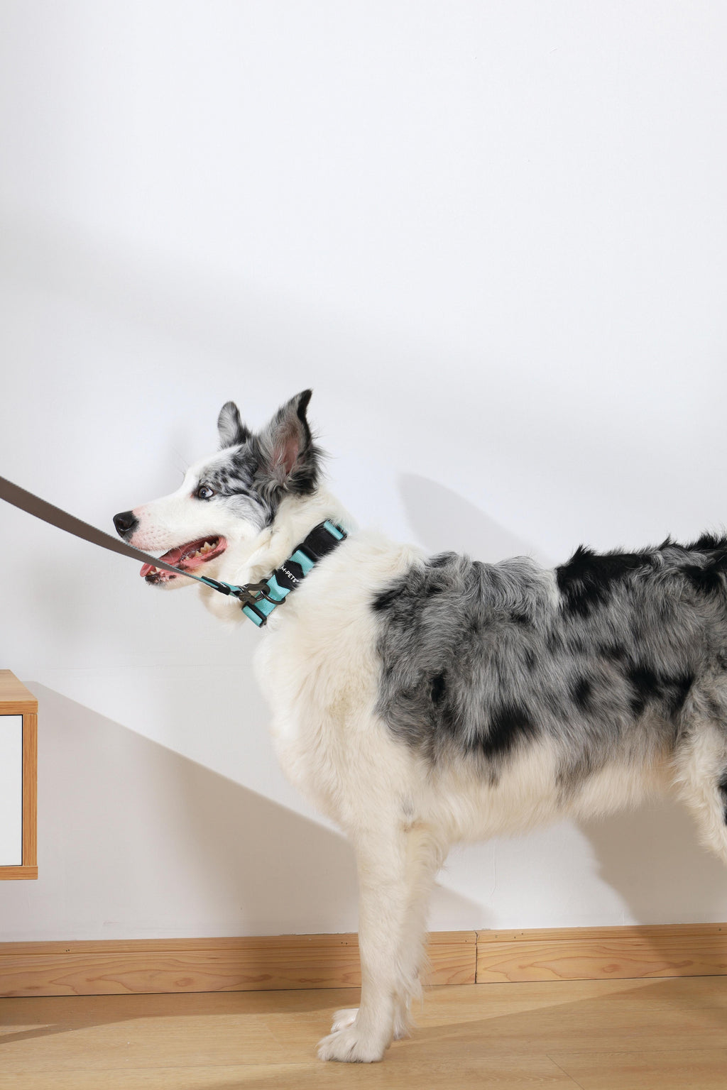 COLLARE GENTILE per CANE Verde